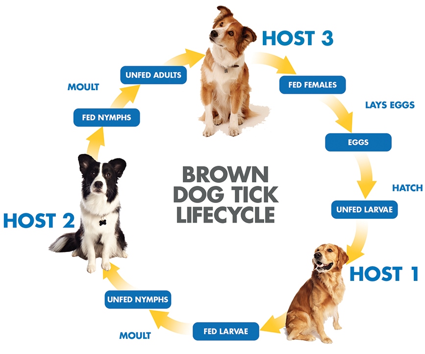 Protect your pet from Brown dog ticks