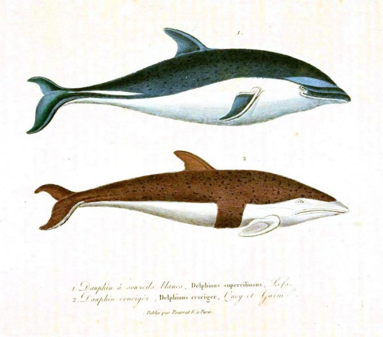 Animal – Sea mammal | Vintage Printable at Swivelchair Media – Beta