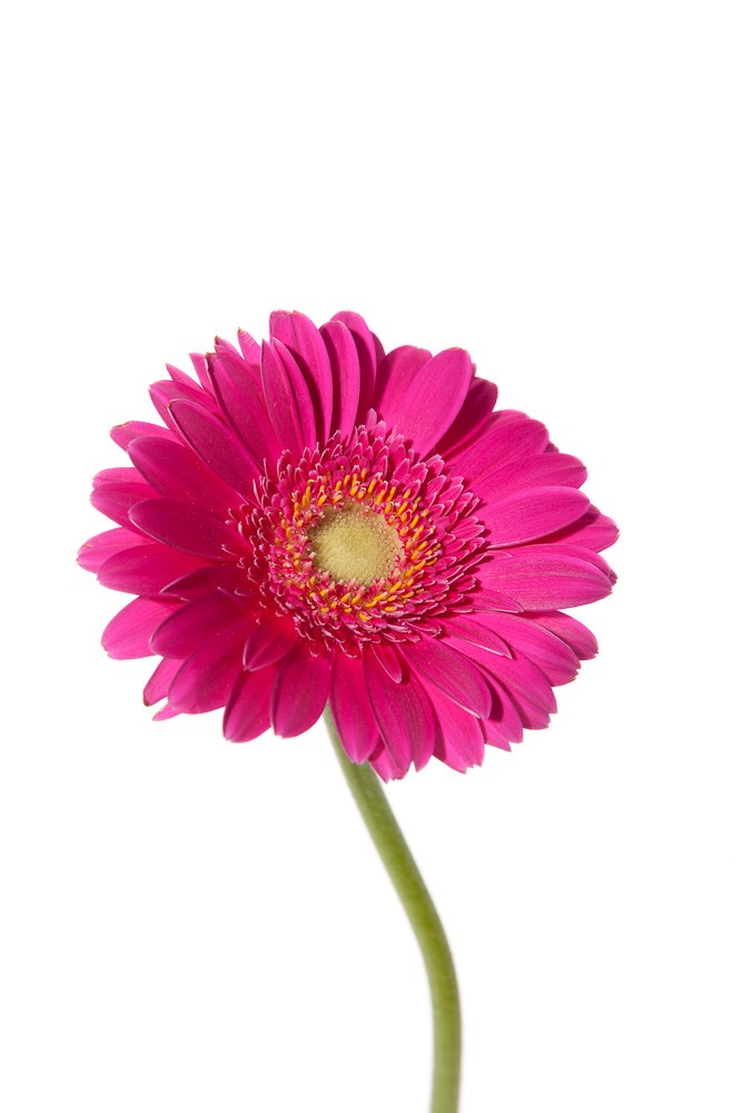 Dark Pink Gerber Daisies – Light Center | Flower Muse