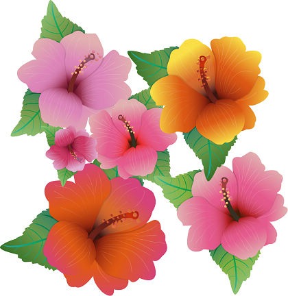 Free Vector Illustration With Hibiscus Flowers | Free Vector ...