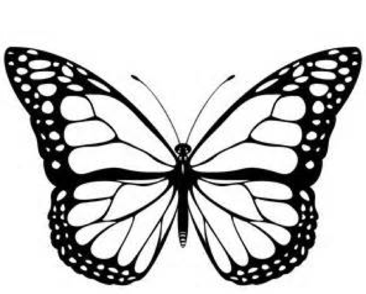 Animal Coloring Butterfly Outline: Personalize Your Favorite Zebra ...