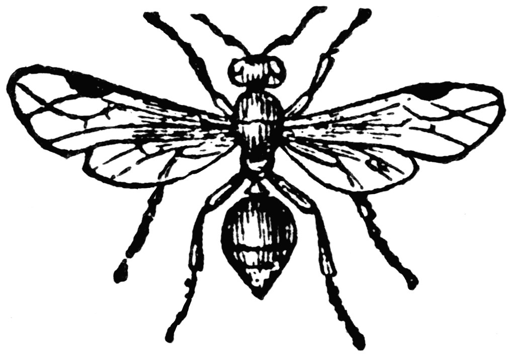 Russet Ant (Polyergus Rufescens) | ClipArt ETC