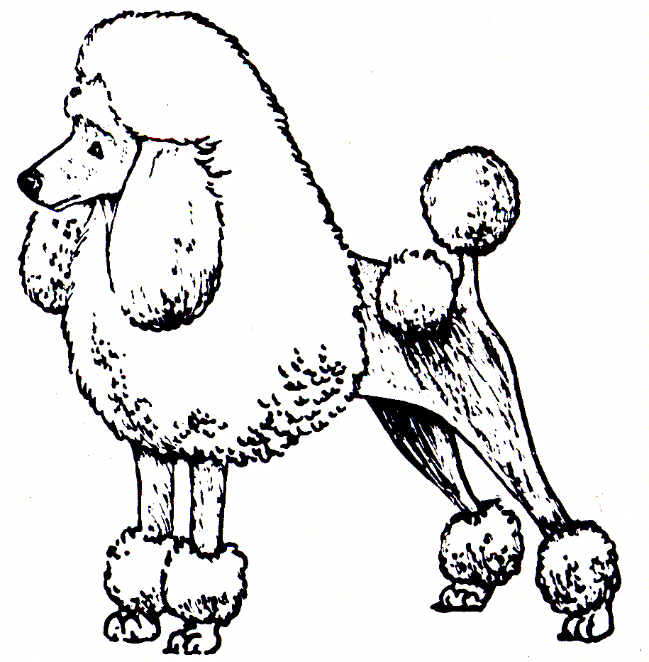 poodle draing Colouring Pages (page 2)