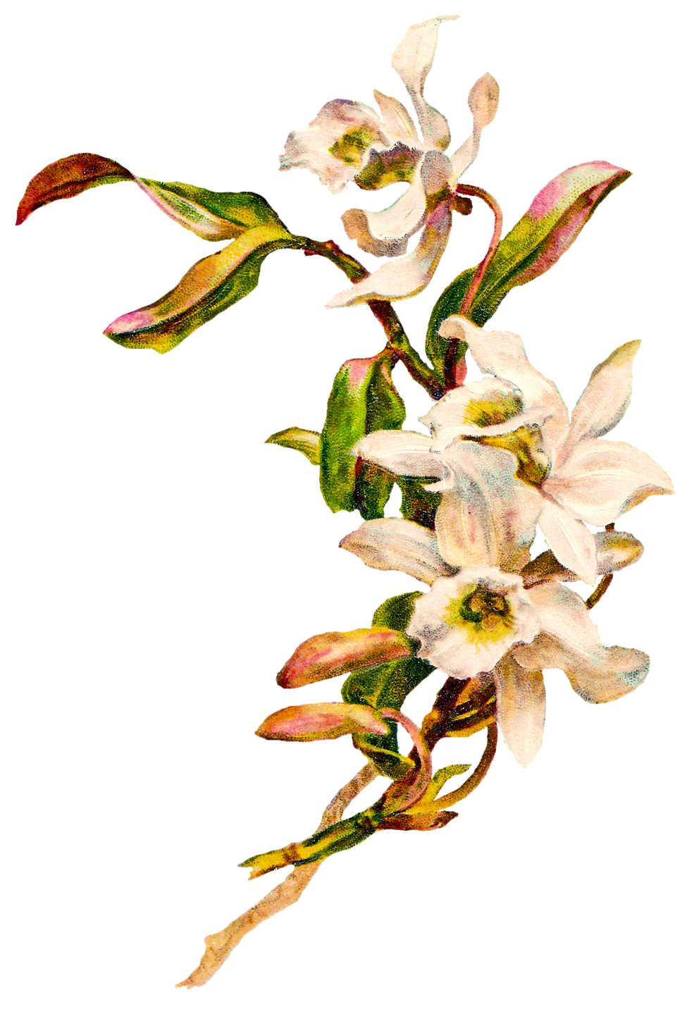 CatnipStudioCollage-: Free Vintage Clip Art - White Orchids Easter ...