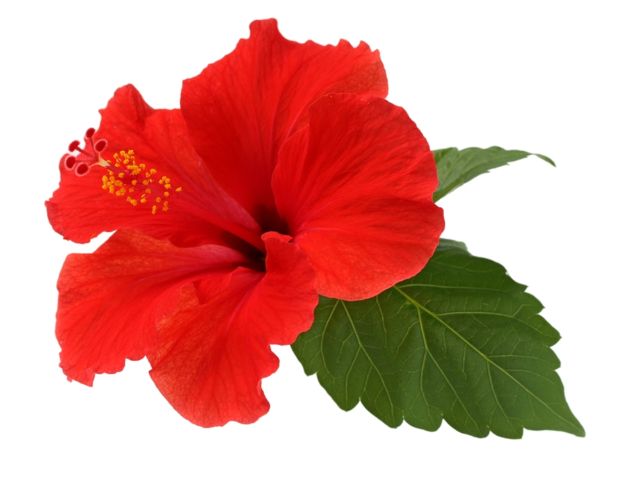 Hibiscus by Capella's