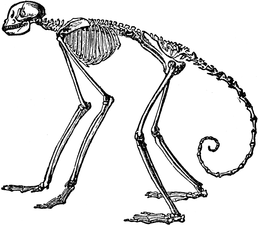 Side View of Skeleton of South American Spider Monkey | ClipArt ETC