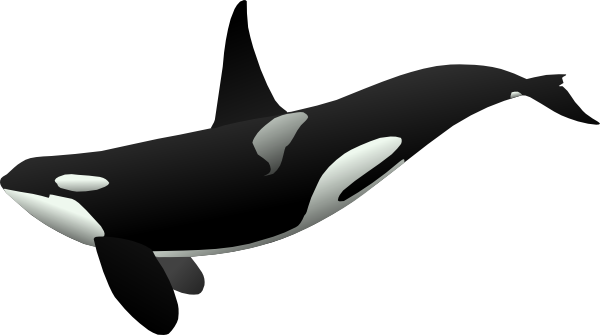 Shamu Coloring Pages - ClipArt Best