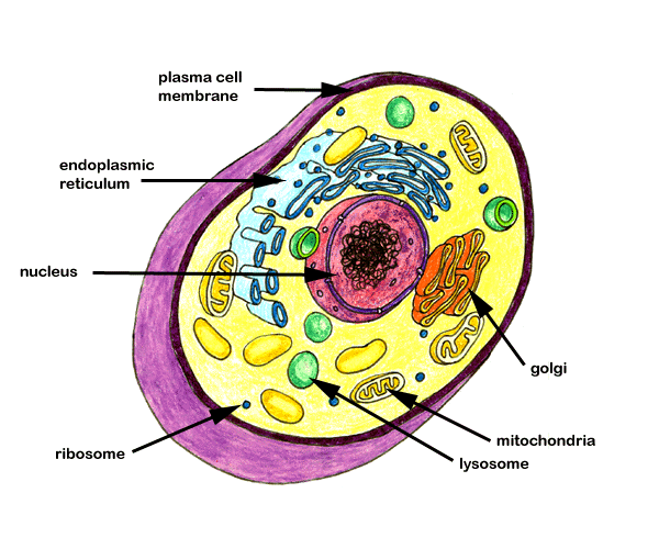 simple animal cell diagram with labels | Maria Lombardic