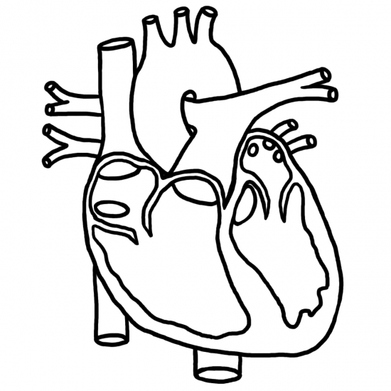 anatomical heart Colouring Pages