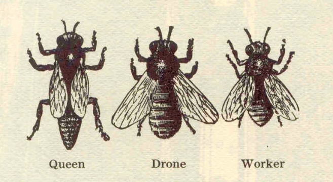 The Bad Beekeeper's Blog