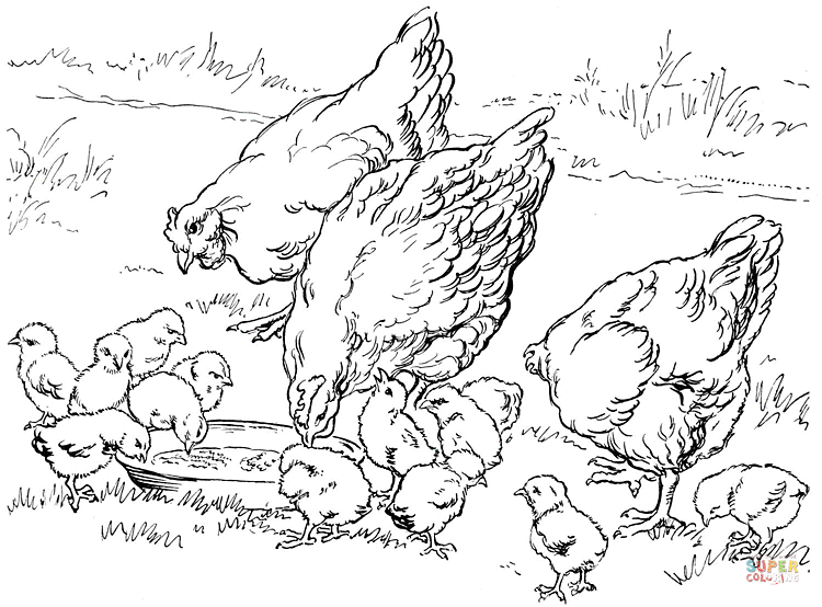 Mother hens and baby chicken Coloring page | Free Printable ...