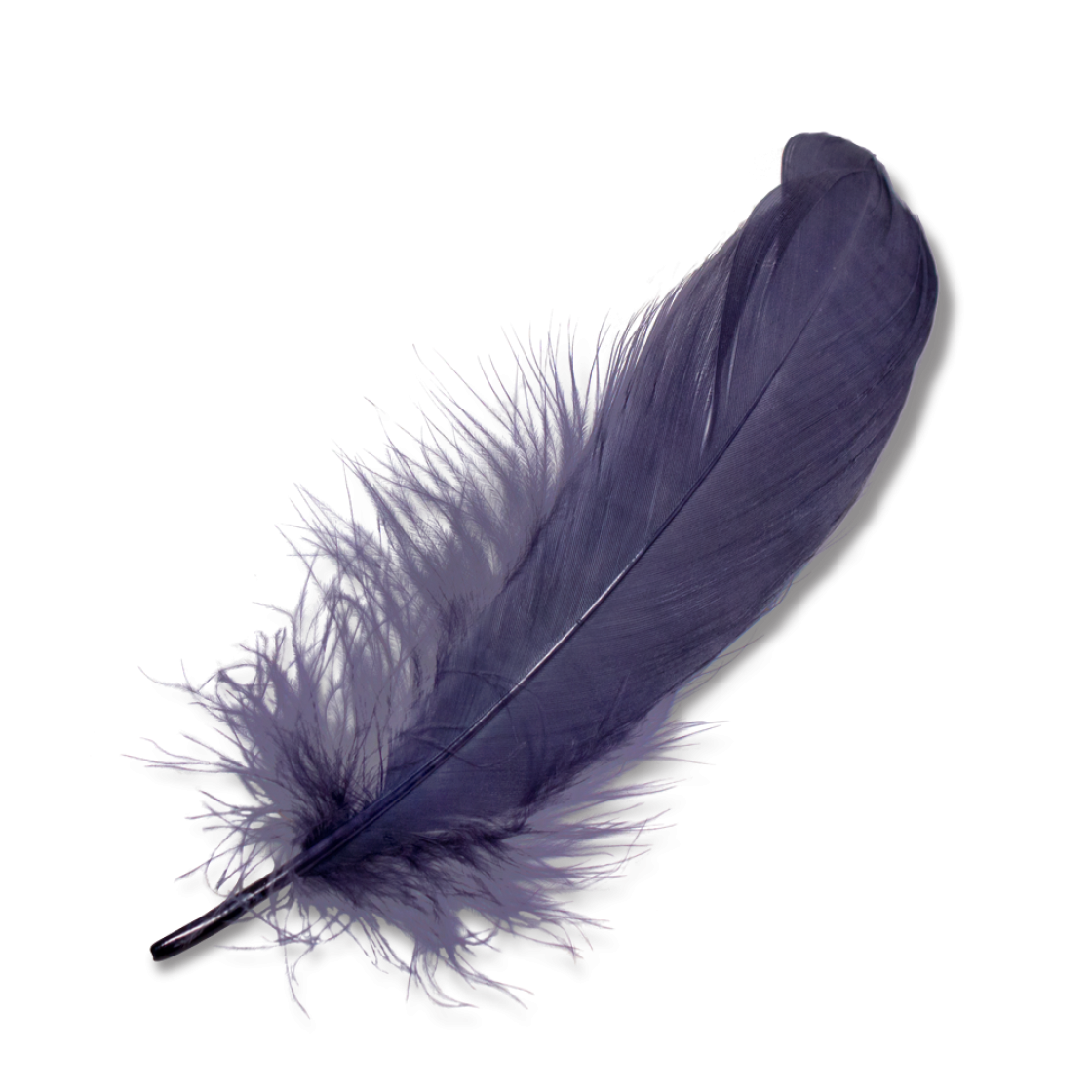 Prinia Feather | Goorin Bros. Hat Shop