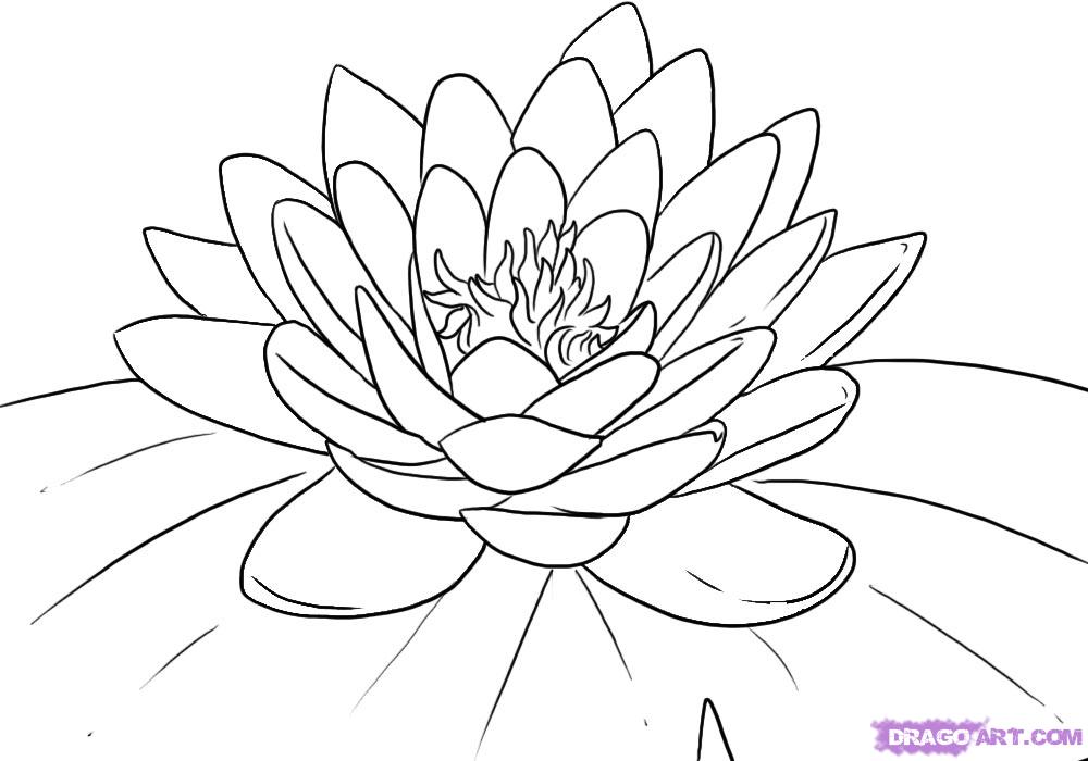 How to Draw a Lotus, Water Lily, Step by Step, Flowers, Pop ...