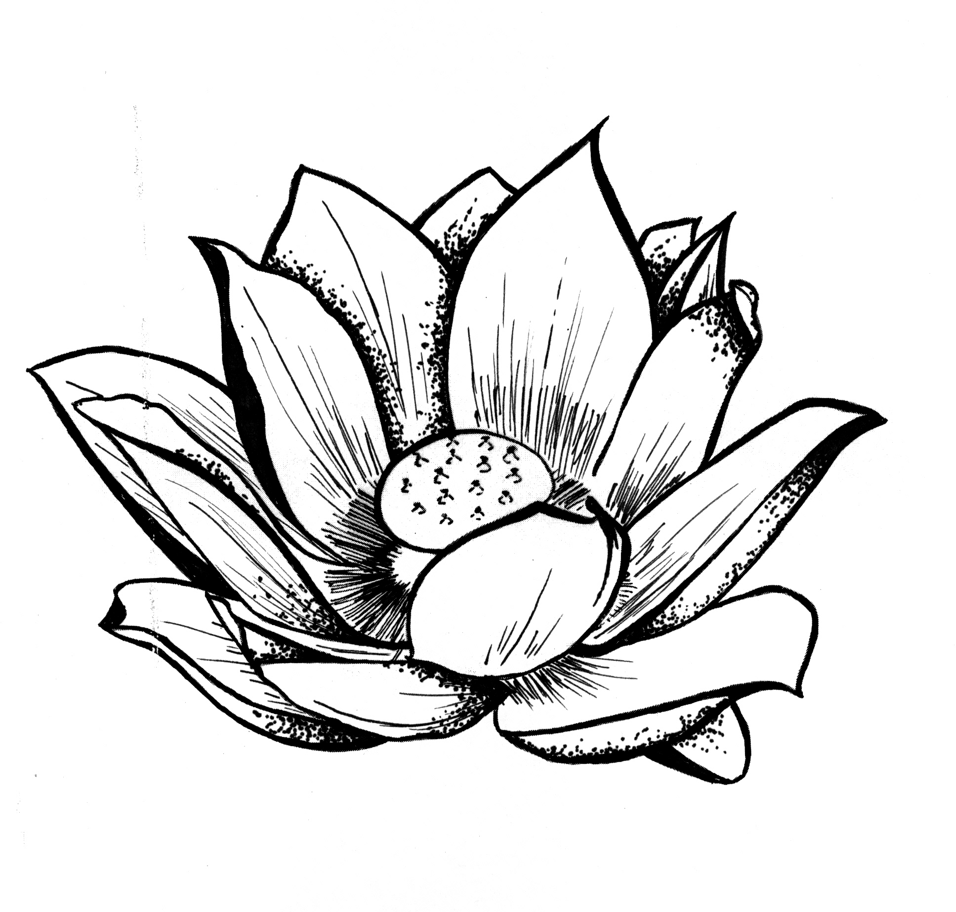 Japanese Lotus Drawing - Gallery
