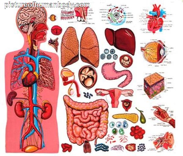Major Organs Of The Human Body Photos