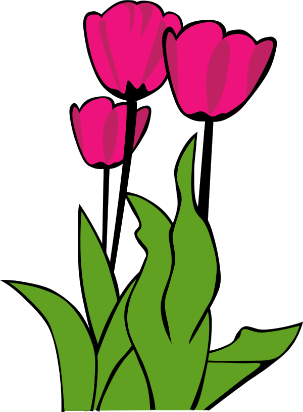 fresh tulip - vector Clip Art