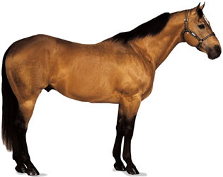 horse | mammal | Britannica.com