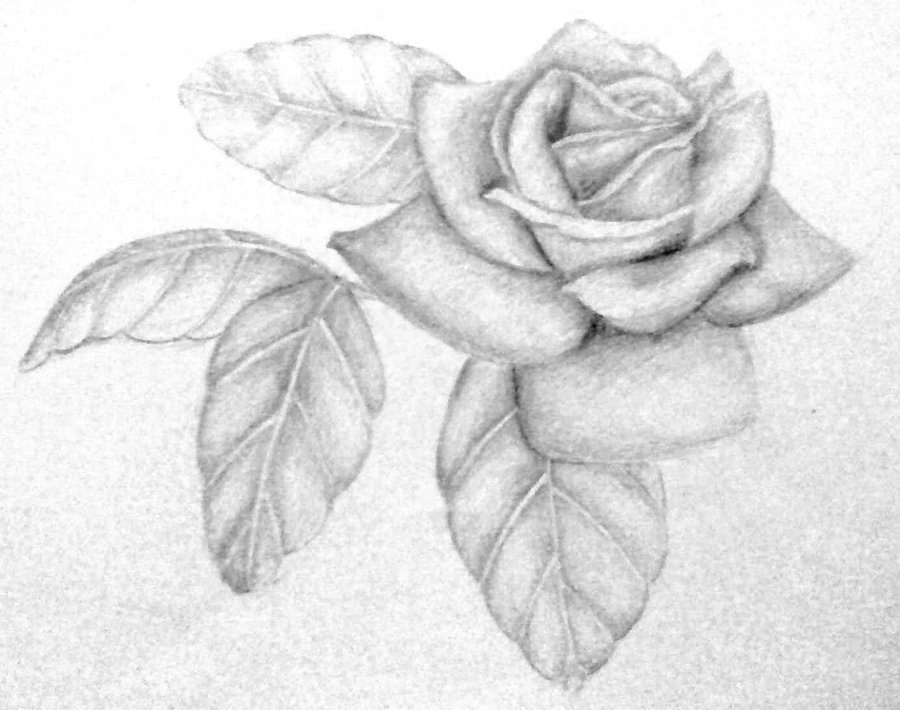 Deviantart Rose Drawings - Gallery