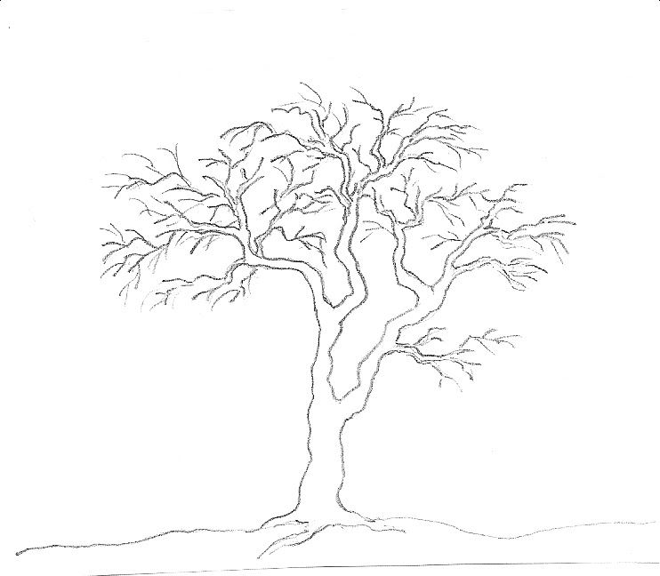 Art by Aunt Marcy: Simple Pencil Drawing of a Tree