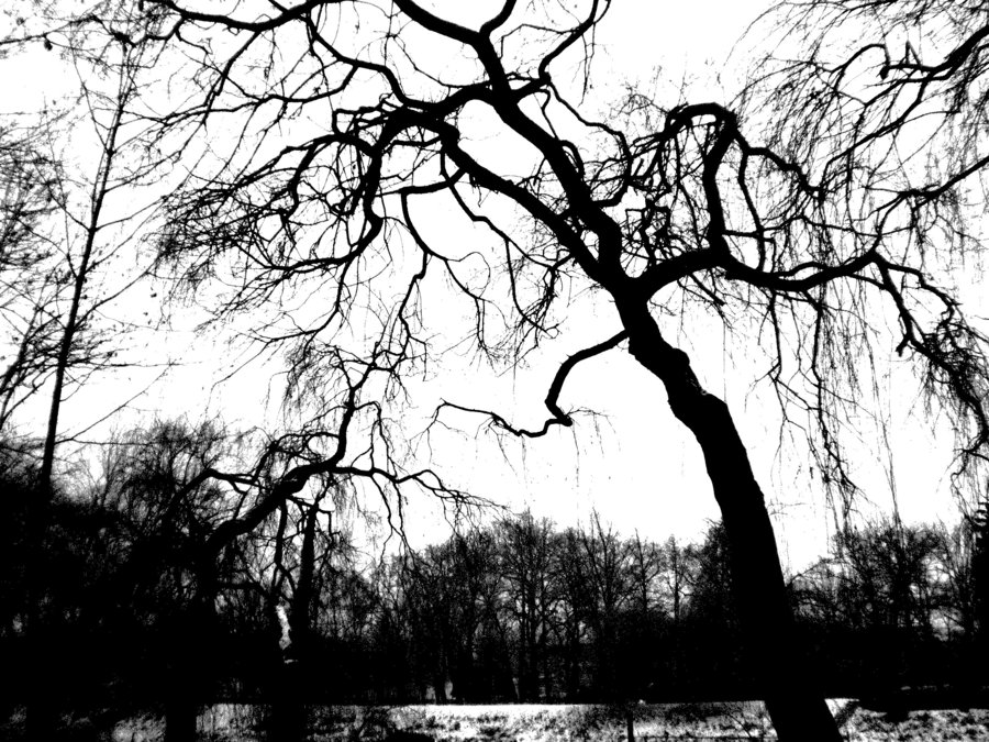 scary tree by Mistrial95 on DeviantArt