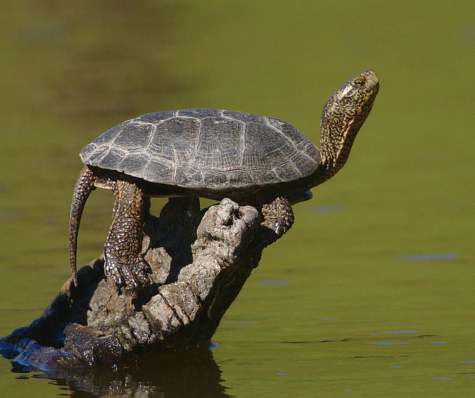How to Build a Turtle Pond - Aquarium Tidings