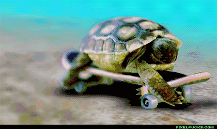 13 Incredible Facts Turtles Are Hiding Inside Their Shells
