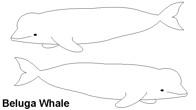 Whale Fun