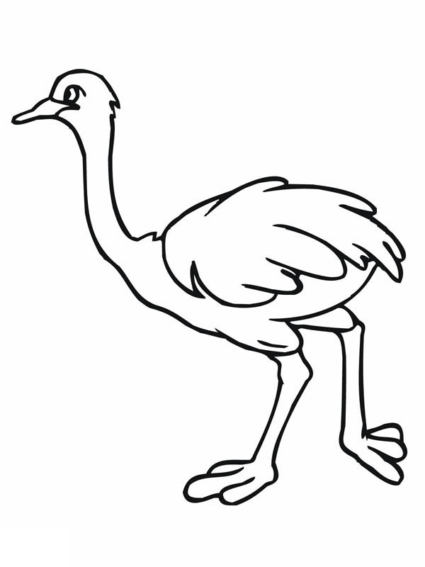 African Ostrich Coloring Page | Color Luna