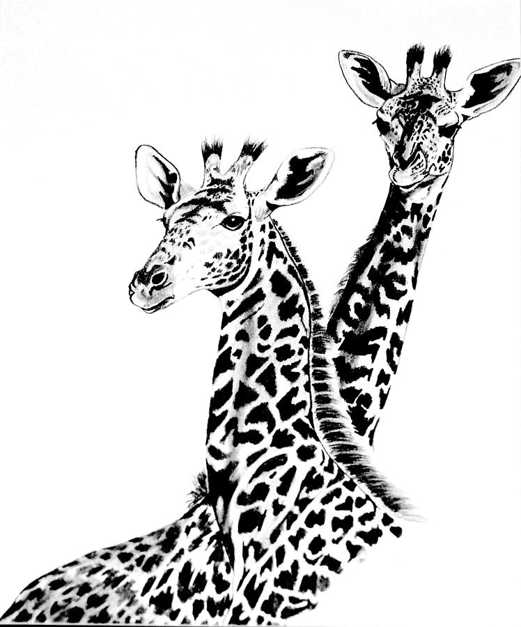 Giraffe Drawing - Gallery