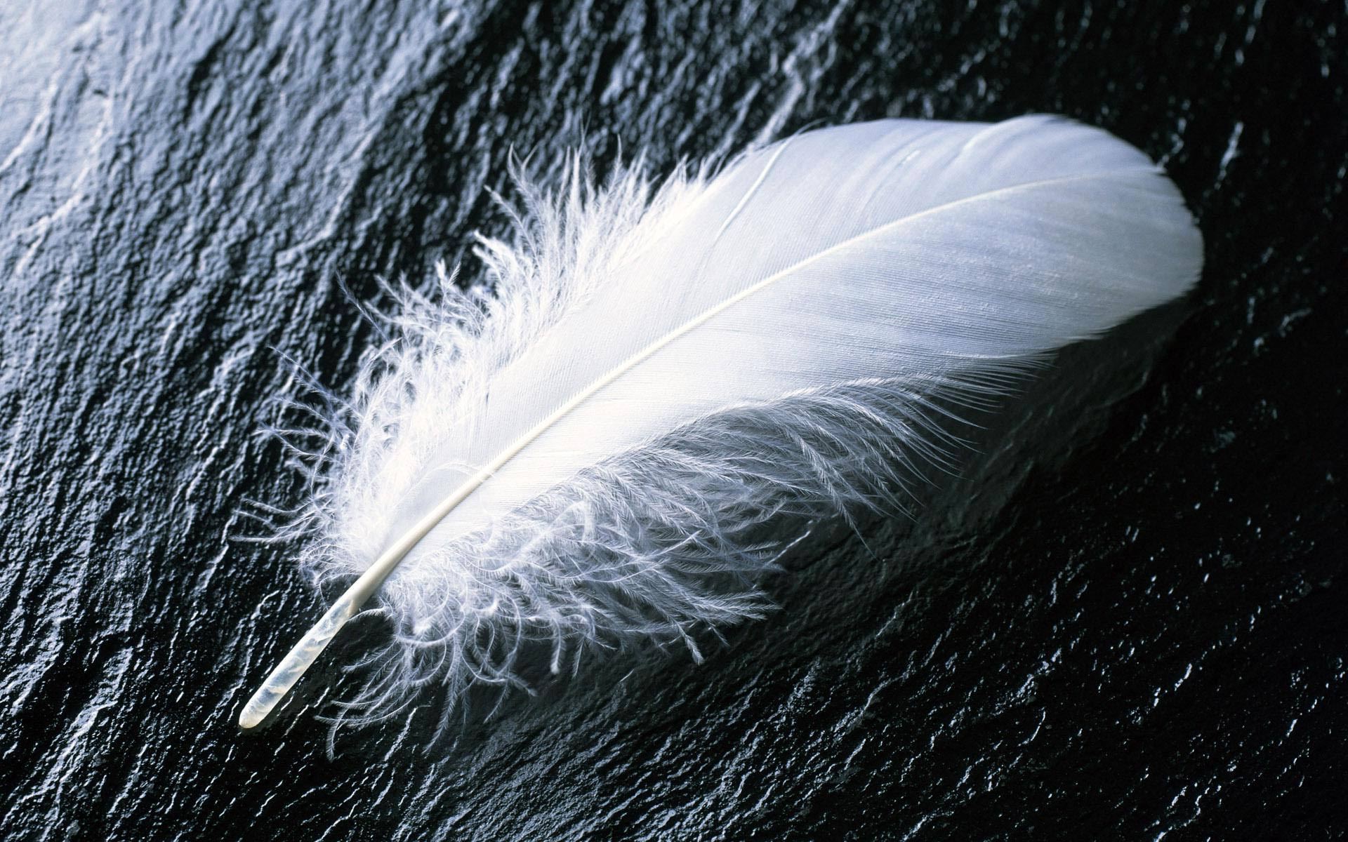 White feathers wallpaper | Wallpaper Wide HD