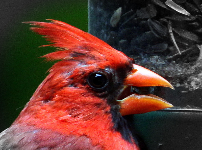 A Cardinal - Ohio's state bird by BlackfishQueen (Photo) | Weather ...