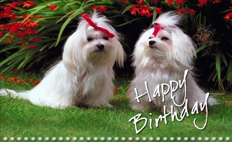 Cute Happy Birthday 11 Free Wallpaper for Facebook®, Twitter® and ...