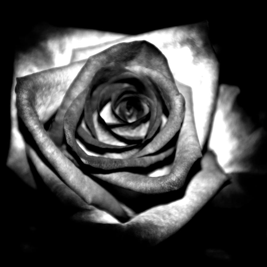 Punk Rose In Black And White by Ric Rapell