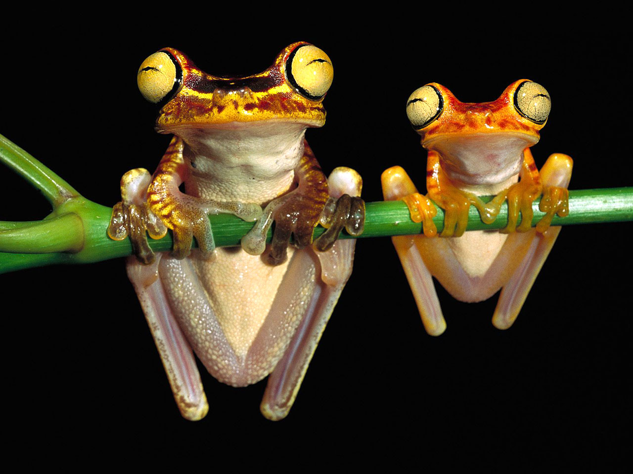 Frogs Wallpaper - Cute Little Frogs Wallpaper