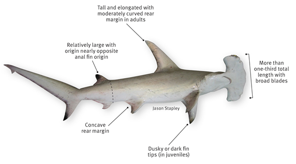 Sharks- Hammerhead | Publish with Glogster!