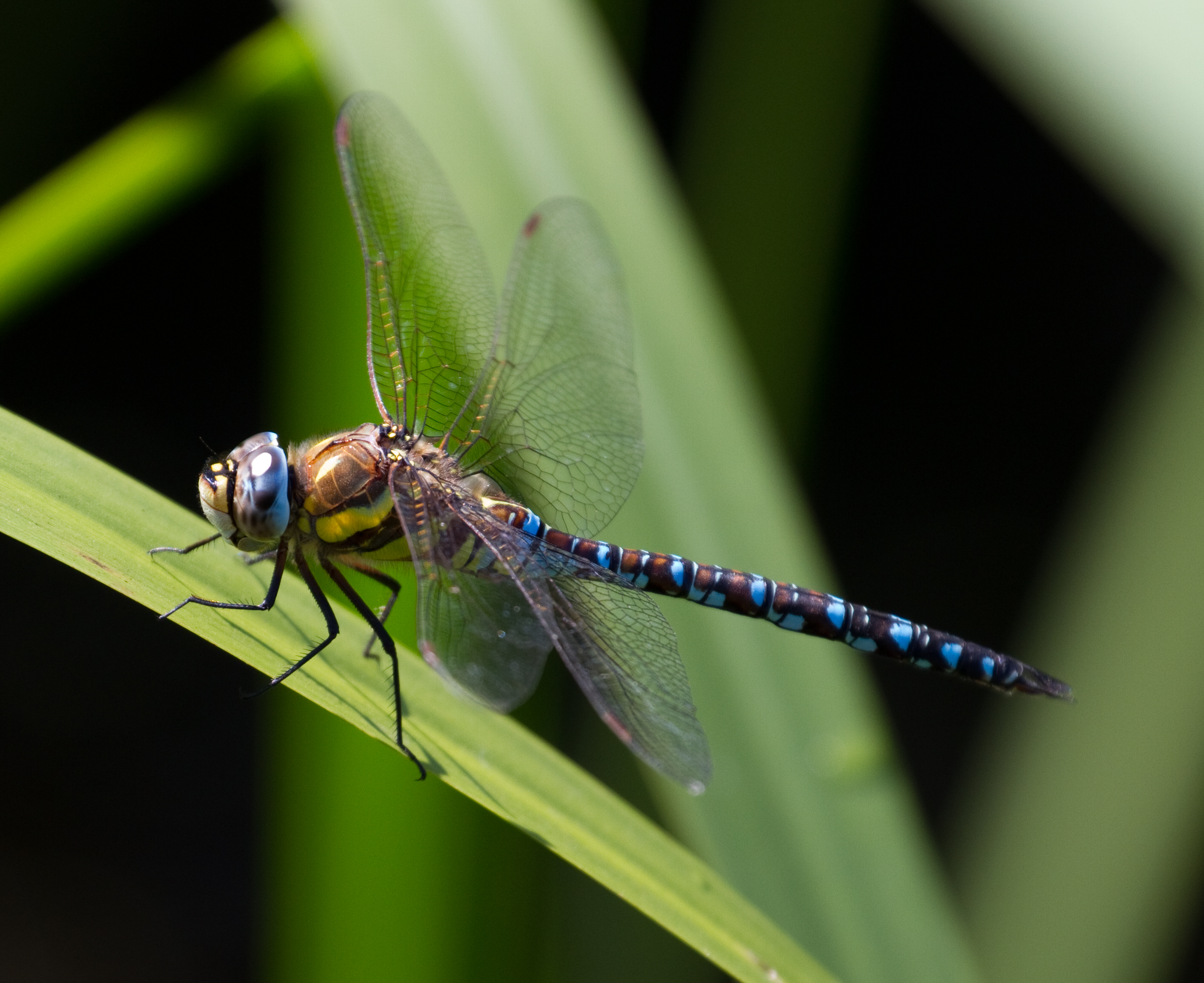 File:Common Hawker Dragonfly 9 (6083392044).jpg - Wikimedia Commons