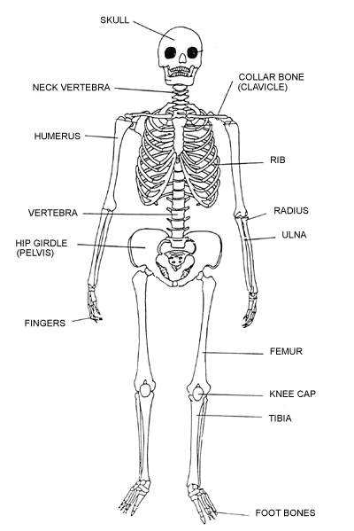 Kids Skeleton Drawing - Cliparts.co