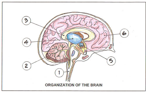 Blank Brain Diagram | humandiagram.info