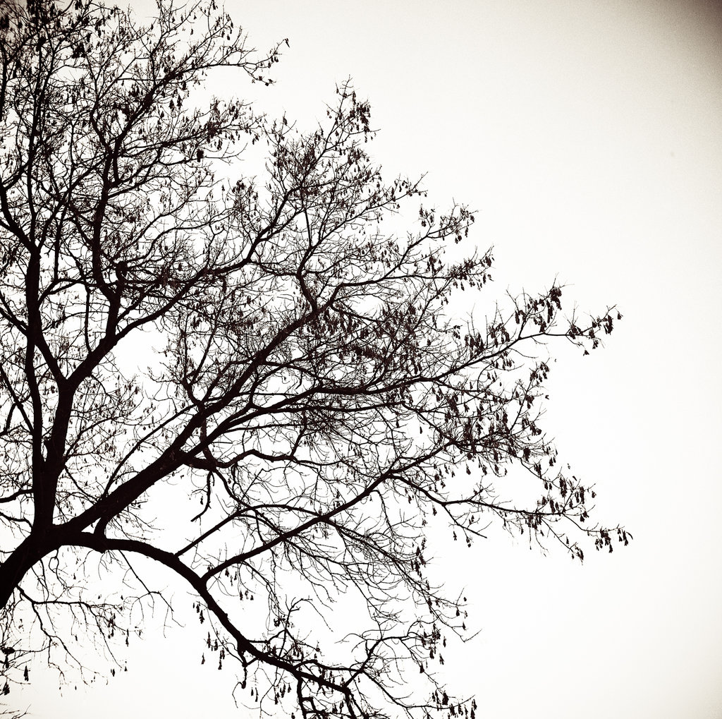Tree Silhouette by tonydicks on DeviantArt