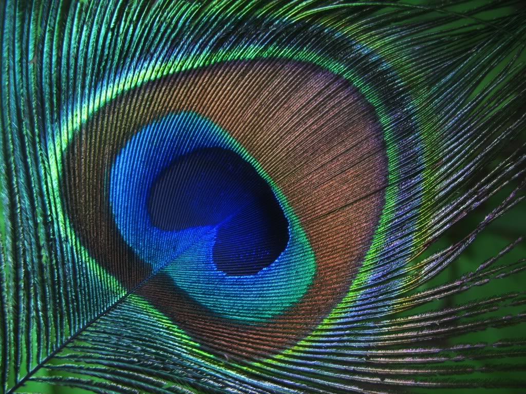Real Peacock Feather Wallpaper images & pictures - NearPics