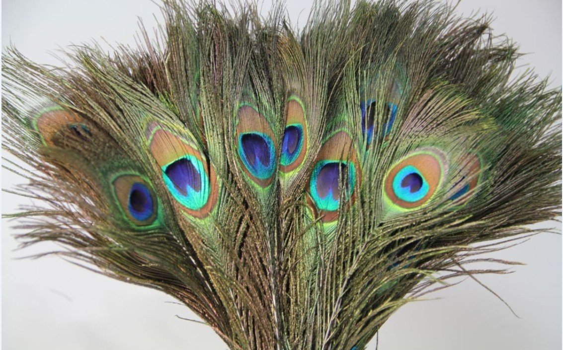 Peacock Feathers Peacock Decor Ideas