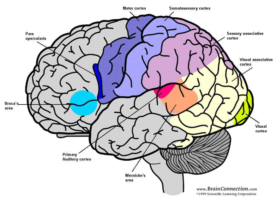 brain-2.gif