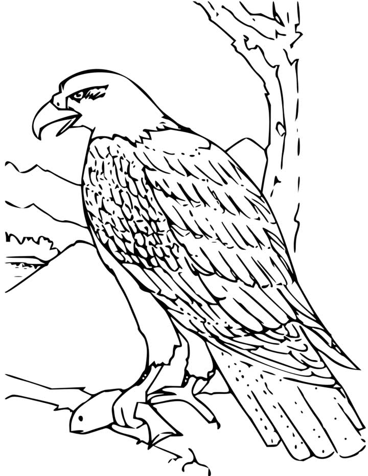 how to draw a bald eagle – 720×932 High Definition Wallpaper ...