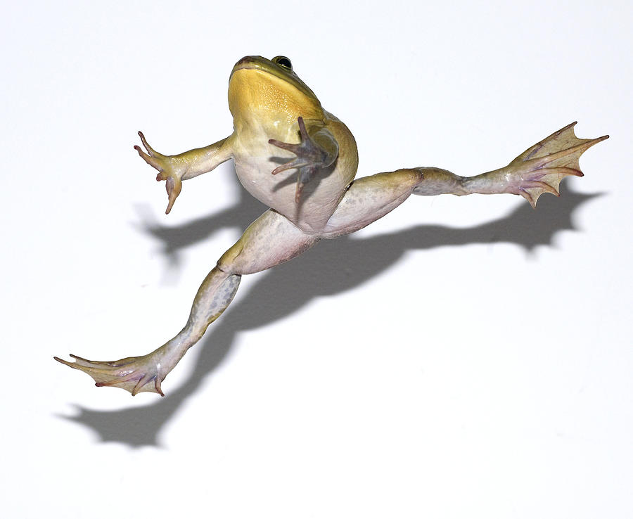 Jumping Frog Against White Background, Close-up by American Images ...