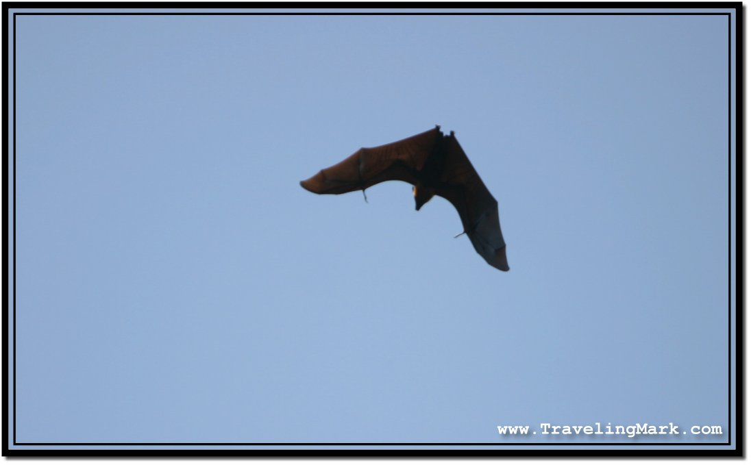 Photo: Shape of a Huge Flying Fox Against Blue Sky on a Sunny Day ...
