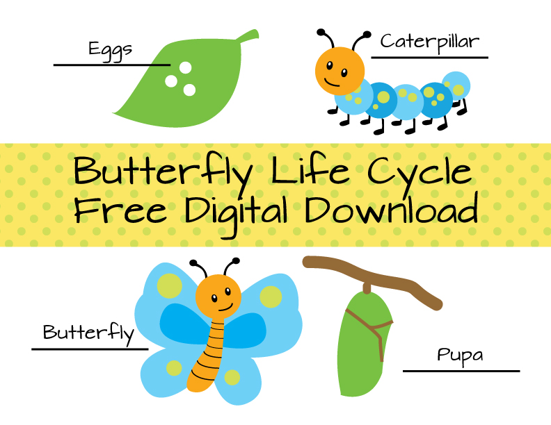 Sage & Zoo - Butterfly Life Cycle Download