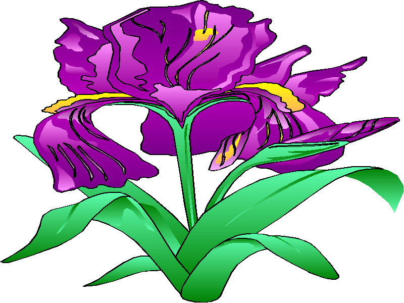 clipart iris flower - photo #29