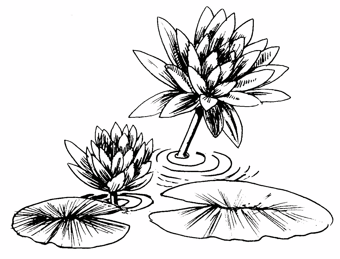 Lily pads coloring pages - Coloring Pages & Pictures - IMAGIXS