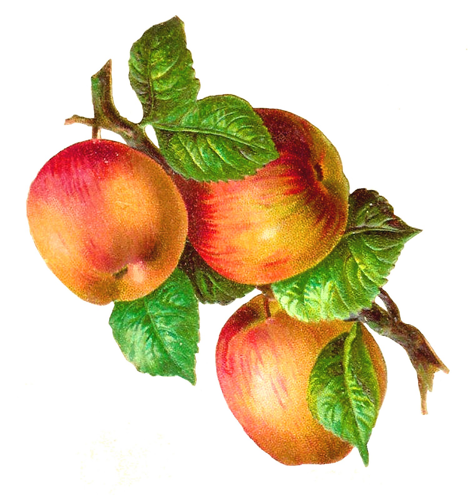 Antique Images: Free Fruit Clip Art: 3 Gala Apples on a Branch Graphic