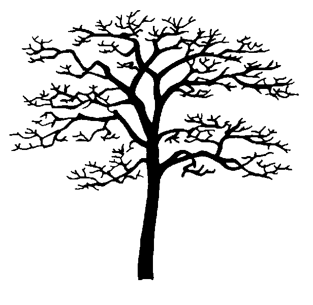 Dogwood Tree Drawing - ClipArt Best